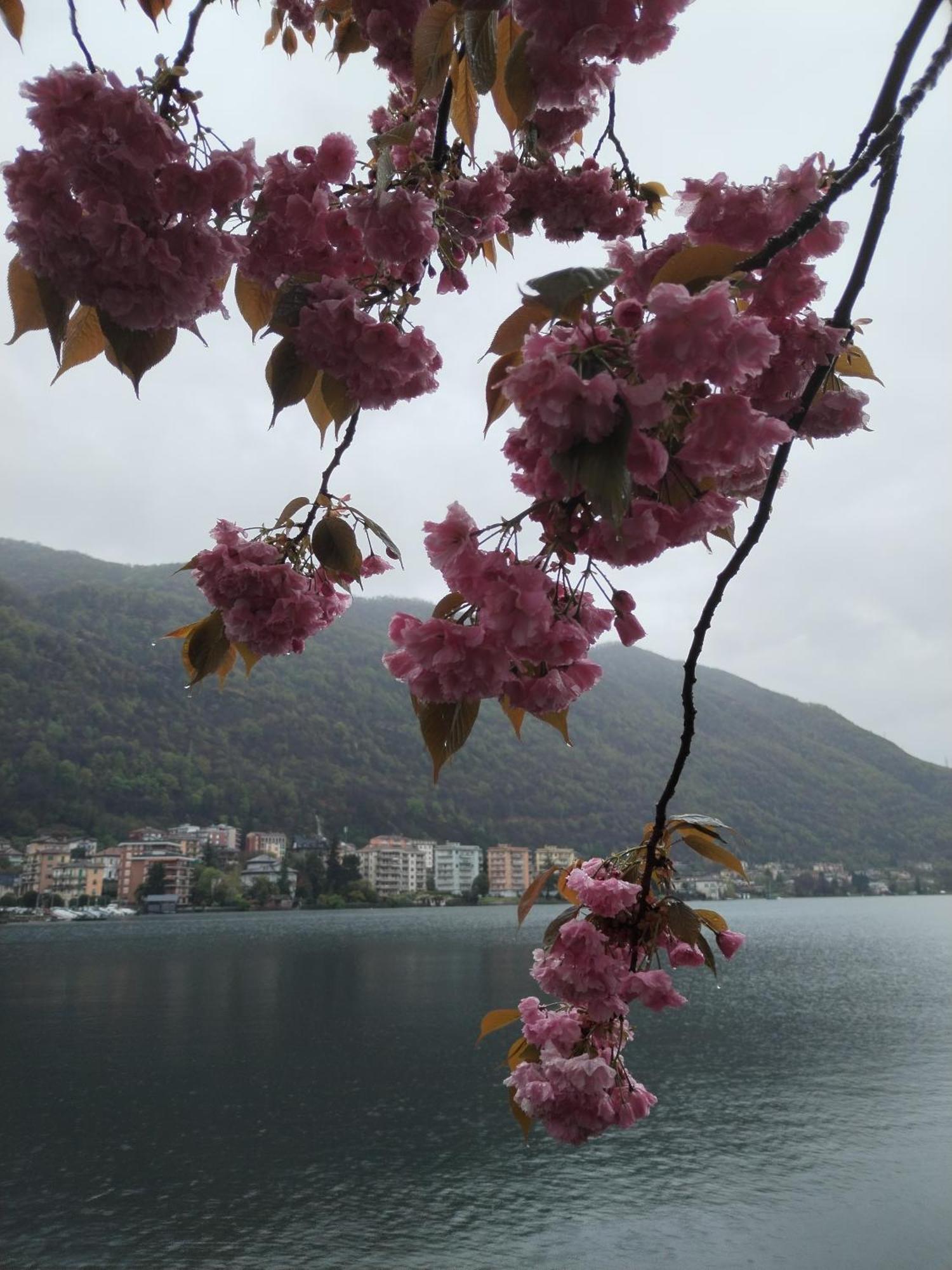 Un Balcone Sul Lago Omegna Buitenkant foto